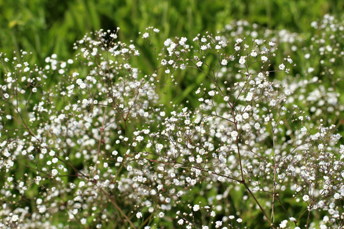 Care and dried flower production of Baby's breath