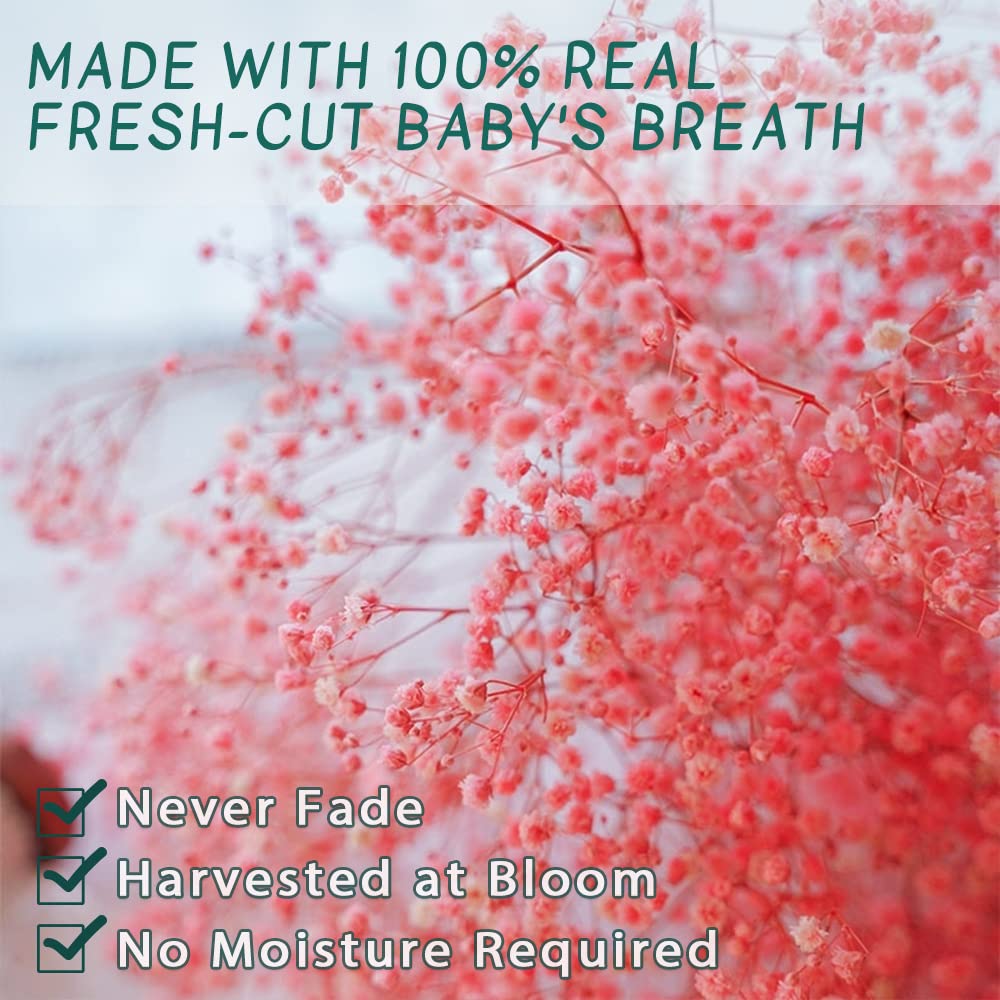 dried_flower - preserved_flower - fake_flower - 2500+Head Dried Babys Breath Flowers Bouquet 17.2inch Natural 3oz-Pink - Molly Garden - Molly_Garden_Floral