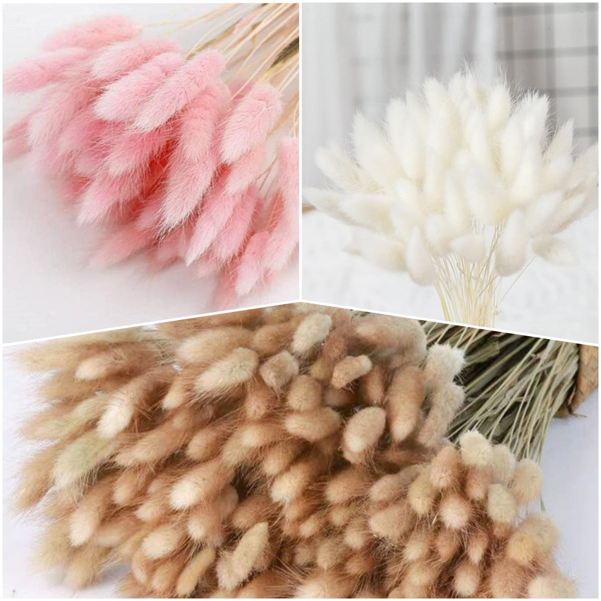 dried_flower - preserved_flower - fake_flower - 120Pcs Natural Dried Bunny Tail Grass Flowers for Home Decor & Floral Arrangements - Molly Garden - Molly_Garden_Floral