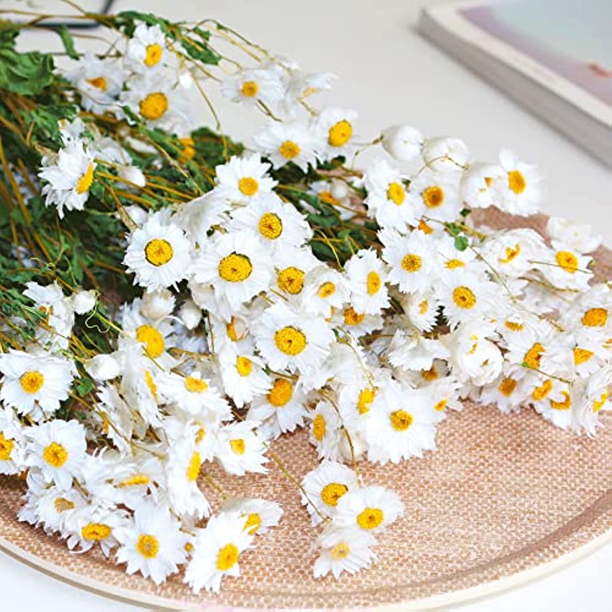 dried_flower - preserved_flower - fake_flower - 250+Real Chrysanthemum Rhodanthe Daisies 17'' Gerber Dried Daisy White Flowers - Molly Garden - Molly_Garden_Floral