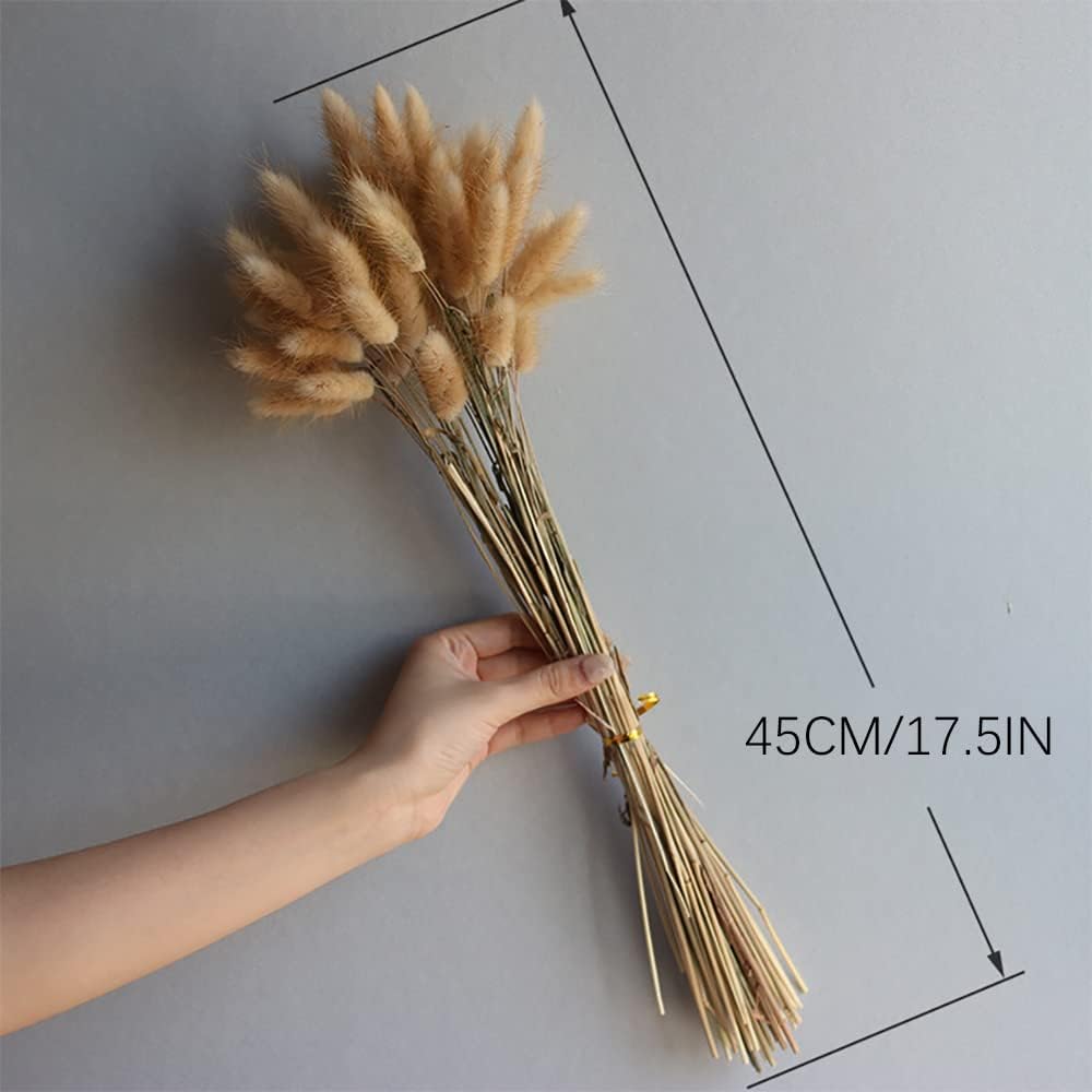 dried_flower - preserved_flower - fake_flower - 120Pcs Natural Dried Bunny Tail Grass Flowers for Home Decor & Floral Arrangements - Molly Garden - Molly_Garden_Floral