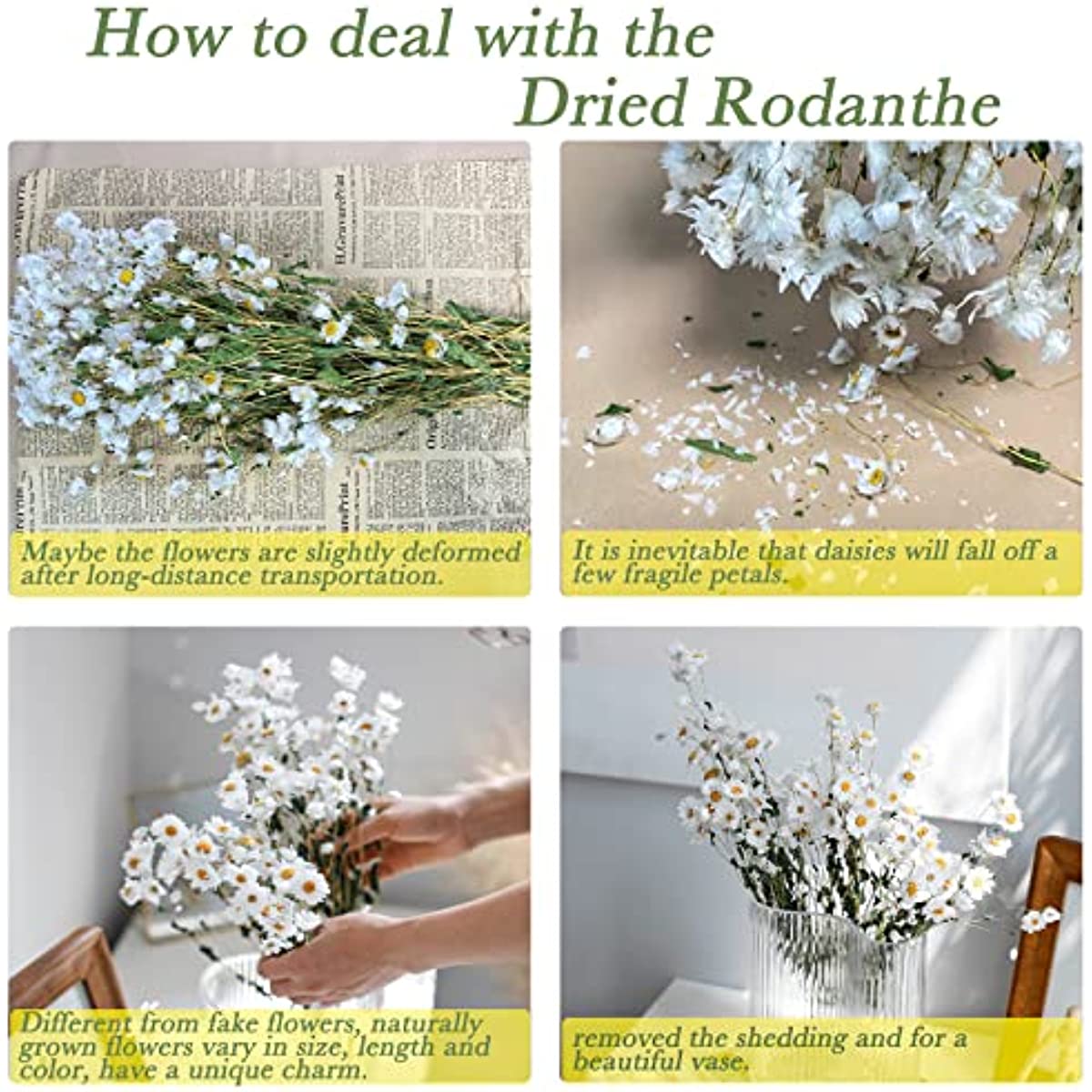 dried_flower - preserved_flower - fake_flower - 250+Real Chrysanthemum Rhodanthe Daisies 17'' Gerber Dried Daisy White Flowers - Molly Garden - Molly_Garden_Floral