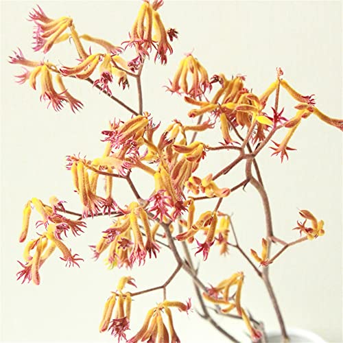 dried_flower - preserved_flower - fake_flower - Natural Dried Flowers Preserved Fresh Plant Color Wedding Home Decorations - Molly Garden - Molly_Garden_Floral