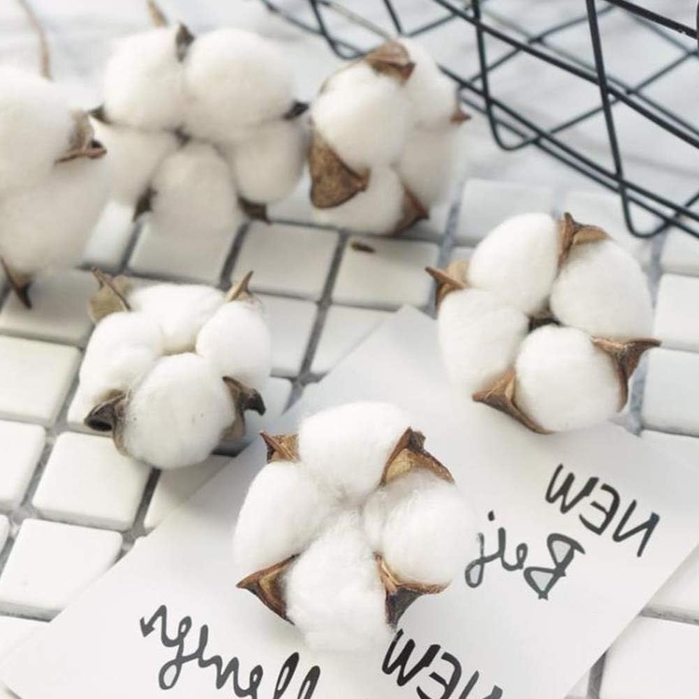 dried_flower - preserved_flower - fake_flower - Cotton Stems Natural Dried Plant 8Packs Total 15 Balls Spring Blooms Floral - Molly Garden - Molly_Garden_Floral