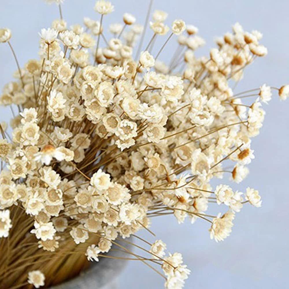 dried_flower - preserved_flower - fake_flower - 210Pcs Natural Dried Bouquet Stems 16" Dry Flowers Brazilian Small Star Daisy - Molly Garden - Molly_Garden_Floral