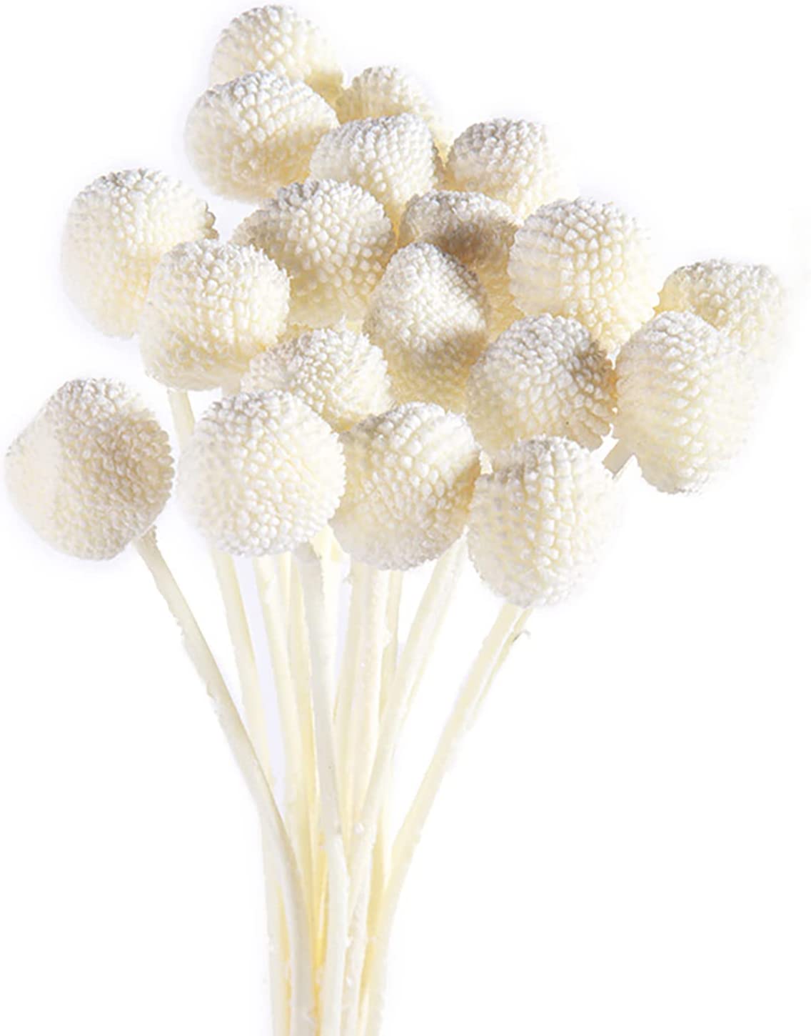 dried_flower - preserved_flower - fake_flower - 20Pcs Natural Dried Flowers Billy Balls 16" Bouquet Floral Arrangements Bouquet - Molly Garden - Molly_Garden_Floral