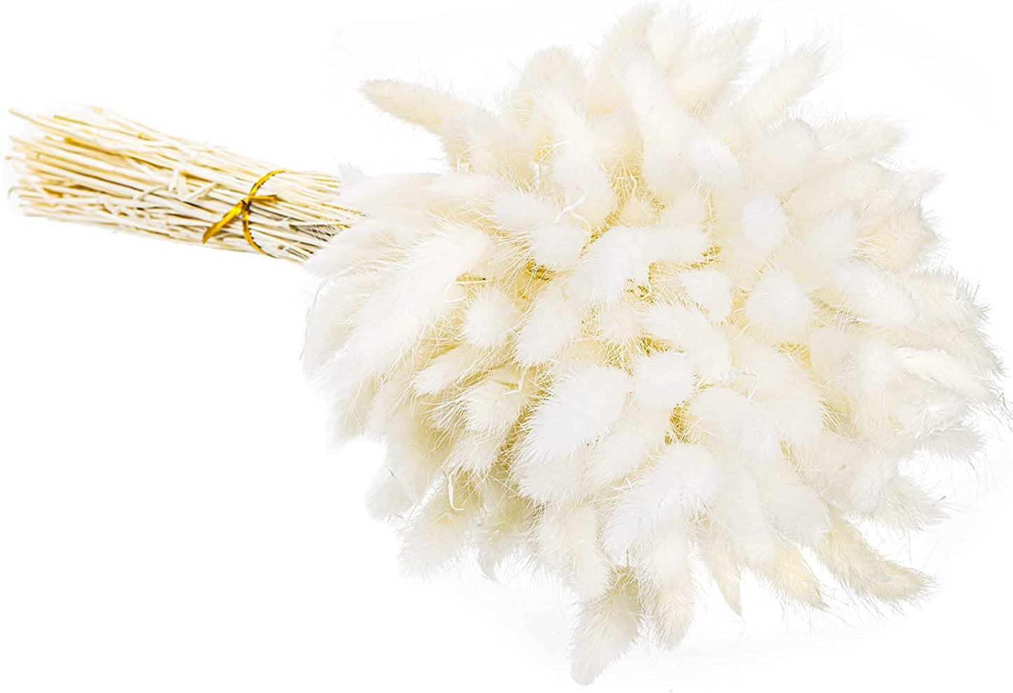 dried_flower - preserved_flower - fake_flower - 200Pcs Bunny Tails Dried Flowers White Natural Eternal Dried Rabbit Tails Grass - Molly Garden - Molly_Garden_Floral