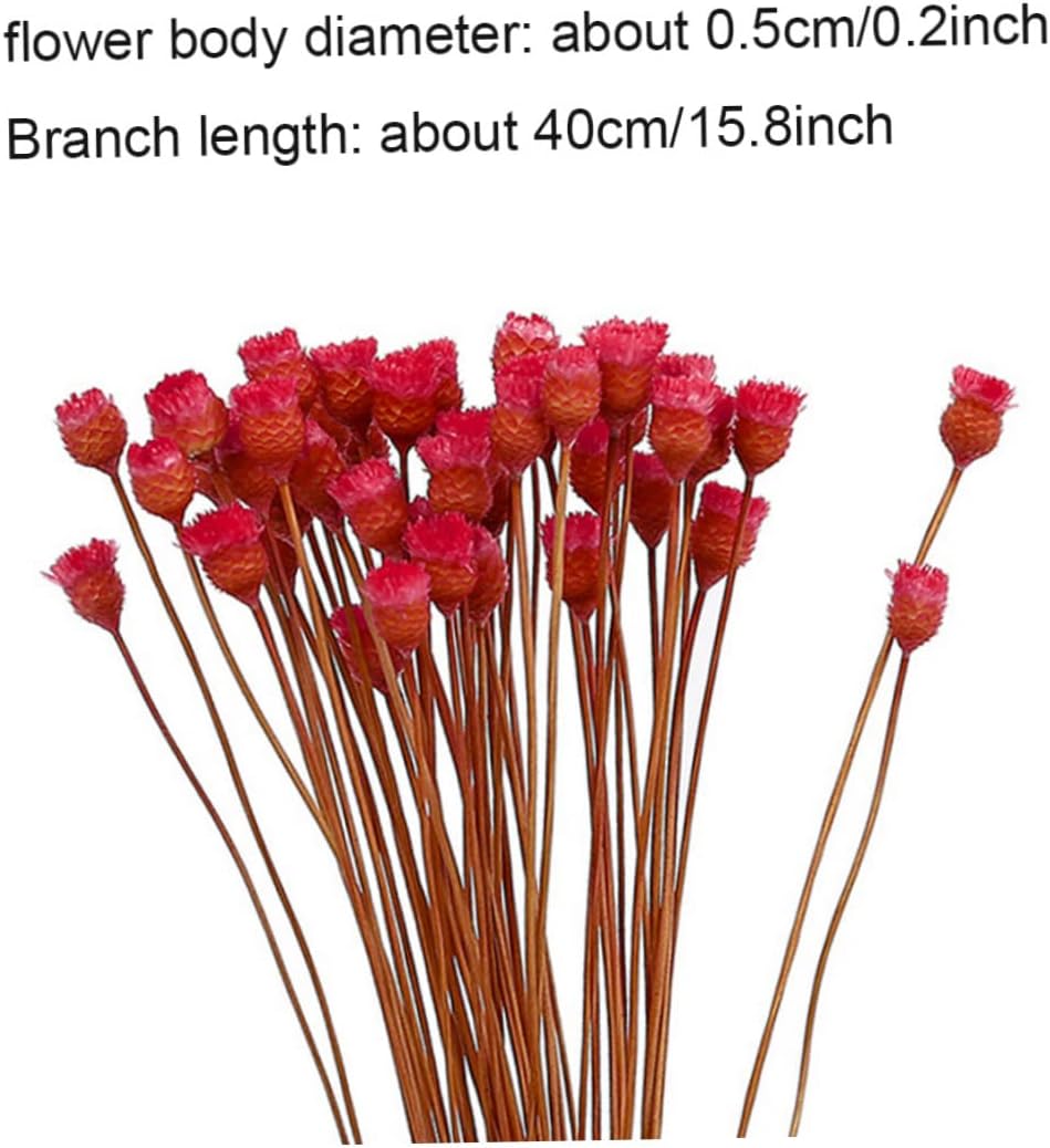 dried_flower - preserved_flower - fake_flower - 50Stems Red Dried Daisy Bouquet Dry Flowers Natural Floral Decoration - Molly Garden - Molly_Garden_Floral