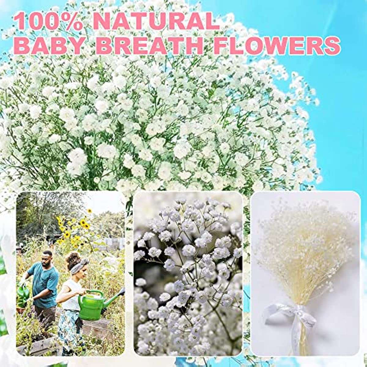 dried_flower - preserved_flower - fake_flower - 3000+Head Dried Flowers Babys Breath Bouquet Pure White 17'' Real Gypsophila - Molly Garden - Molly_Garden_Floral
