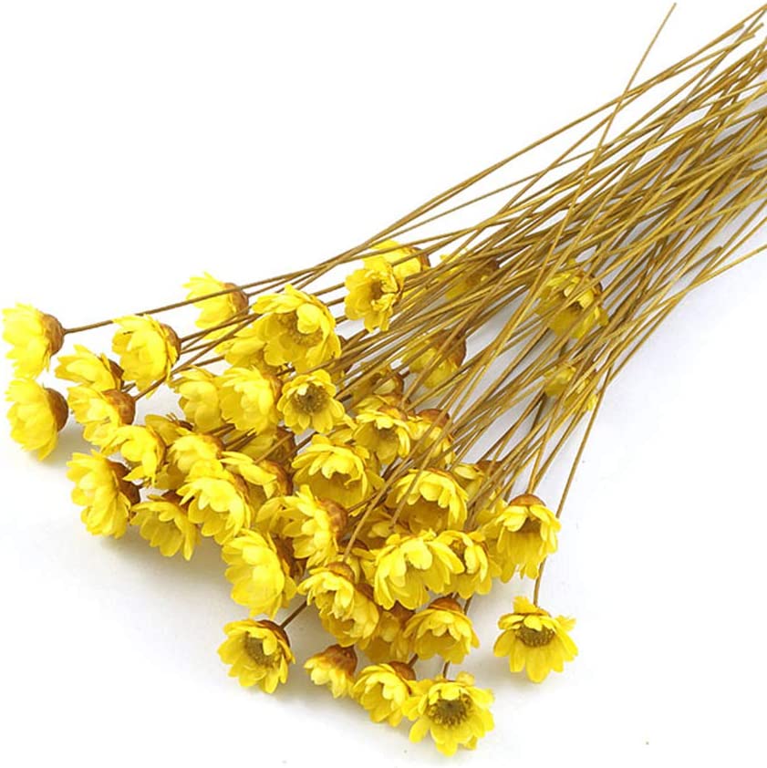 dried_flower - preserved_flower - fake_flower - 100Stems Natural Dry Flowers Brazilian Small Star Daisy Decorative Dried Bouquet - Molly Garden - Molly_Garden_Floral