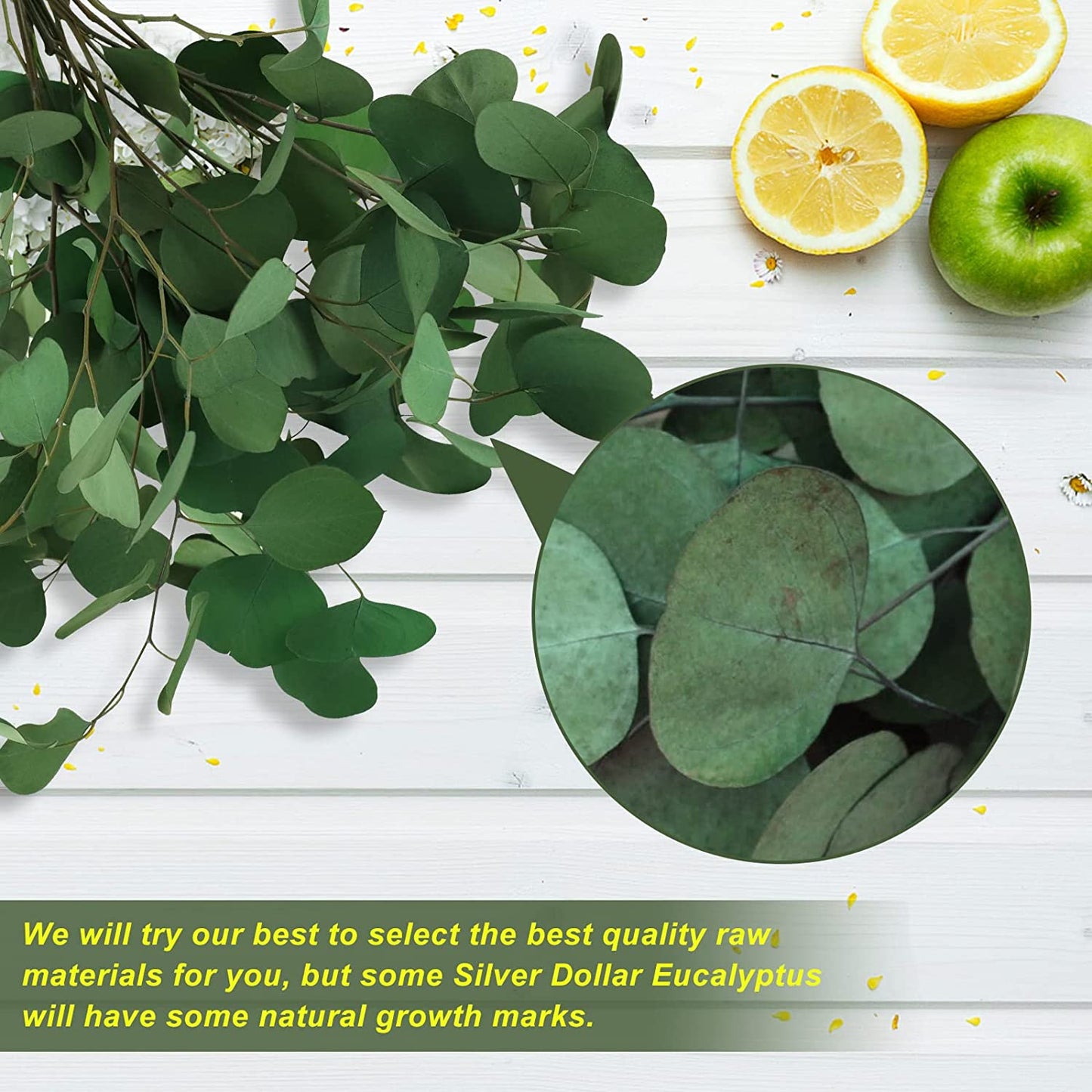 dried_flower - preserved_flower - fake_flower - 15-20Pcs Preserved Dried Eucalyptus Stems 100% Natural Real Silver Dollar Leaves - Molly Garden - Molly_Garden_Floral