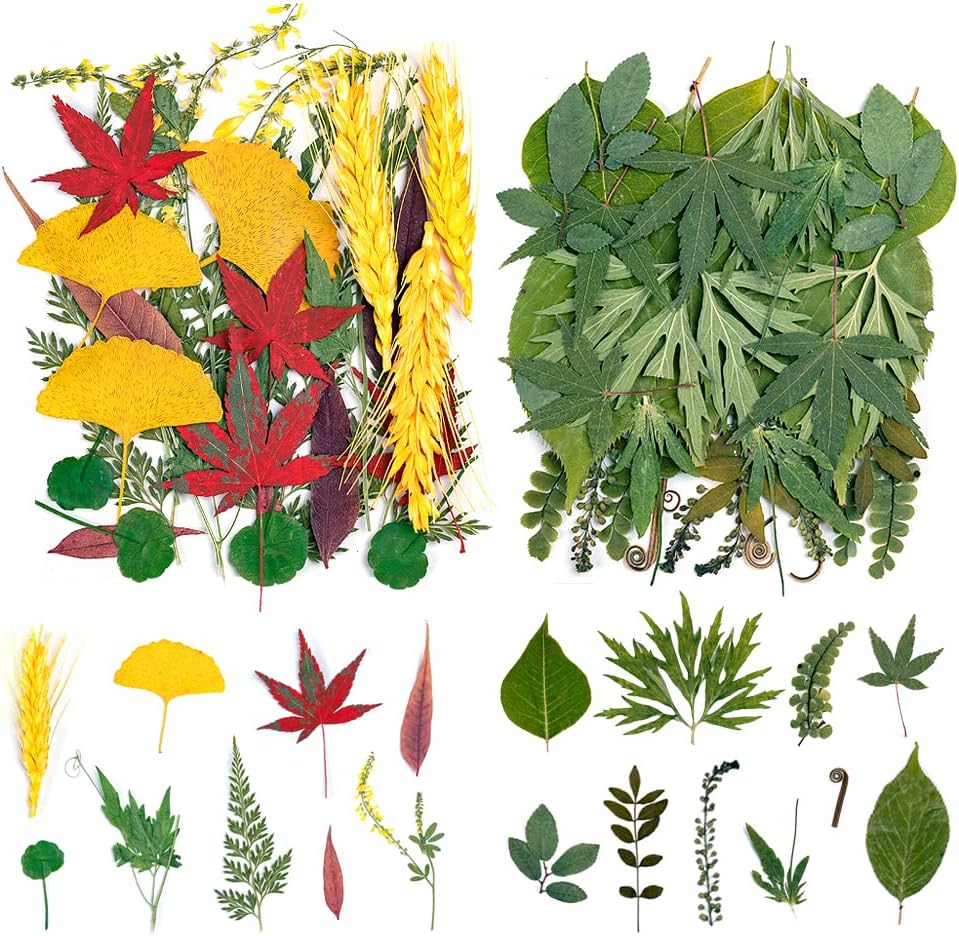 dried_flower - preserved_flower - fake_flower - 35+Pcs Flowers for Resin Model Real Pressed Dry Leaves Bulk Natural Herbs Kit - Molly Garden - Molly_Garden_Floral