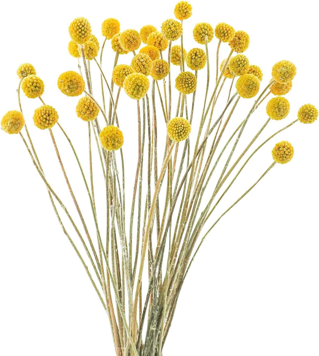 dried_flower - preserved_flower - fake_flower - 30Pcs Yellow Natural Dried Flowers Craspedia Billy Balls Flowers Billy Buttons - Molly Garden - Molly_Garden_Floral