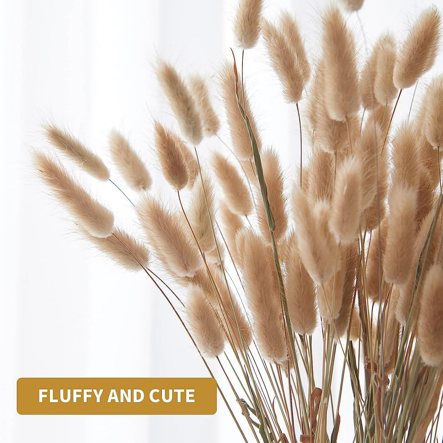 dried_flower - preserved_flower - fake_flower - 120Pcs Natural Dried Bunny Tail Grass Flowers for Home Decor & Floral Arrangements - Molly Garden - Molly_Garden_Floral