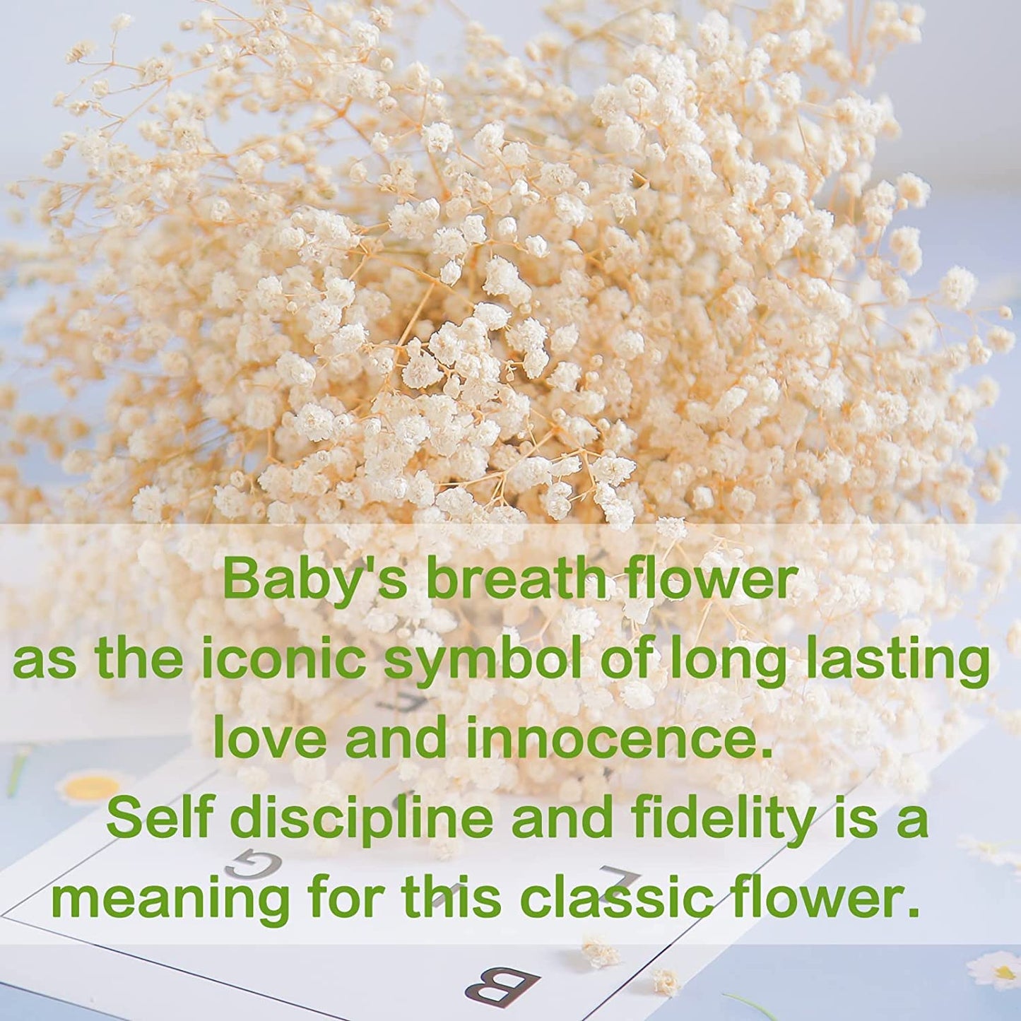 dried_flower - preserved_flower - fake_flower - 2500+Dried Babys Breath Flowers Bouquet Natural White Dry Flowers Bulk - Molly Garden - Molly_Garden_Floral
