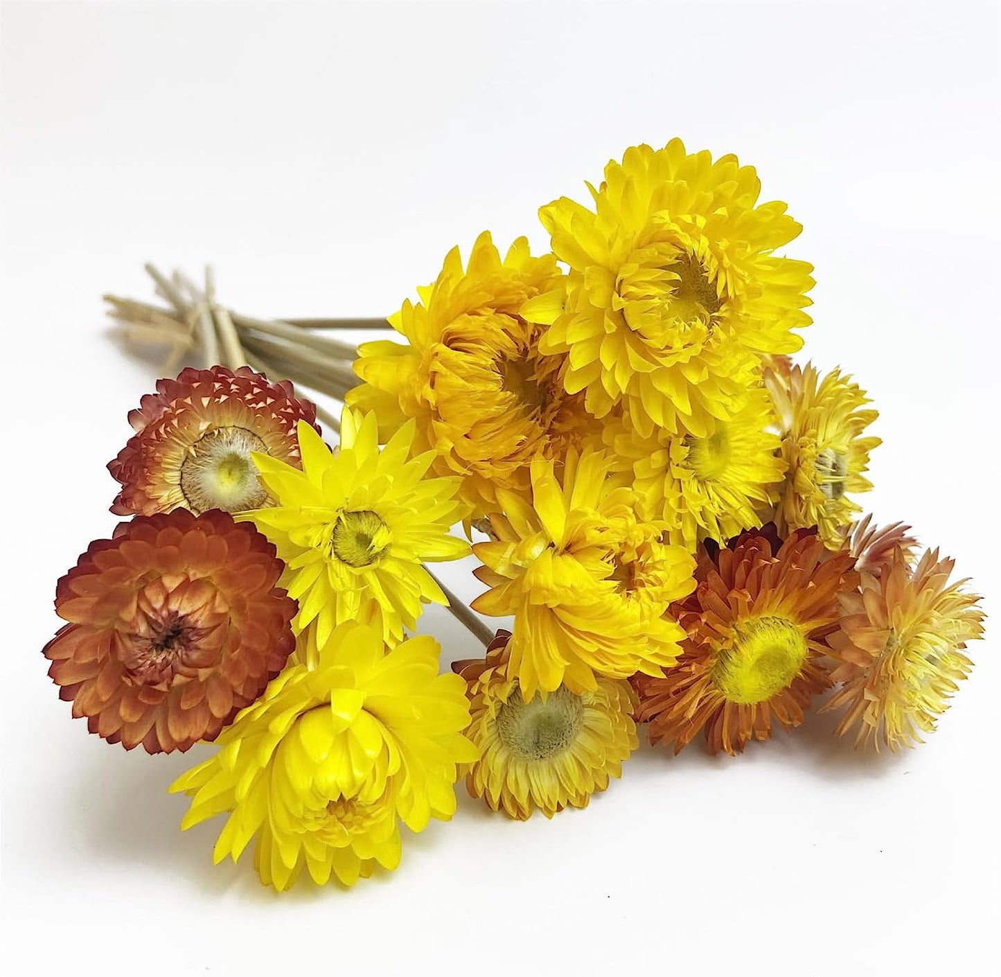 dried_flower - preserved_flower - fake_flower - 2Packs of Caspia Statice/Sea Lavender Dried Flower Bouquets 100% Natural - Molly Garden - Molly_Garden_Floral