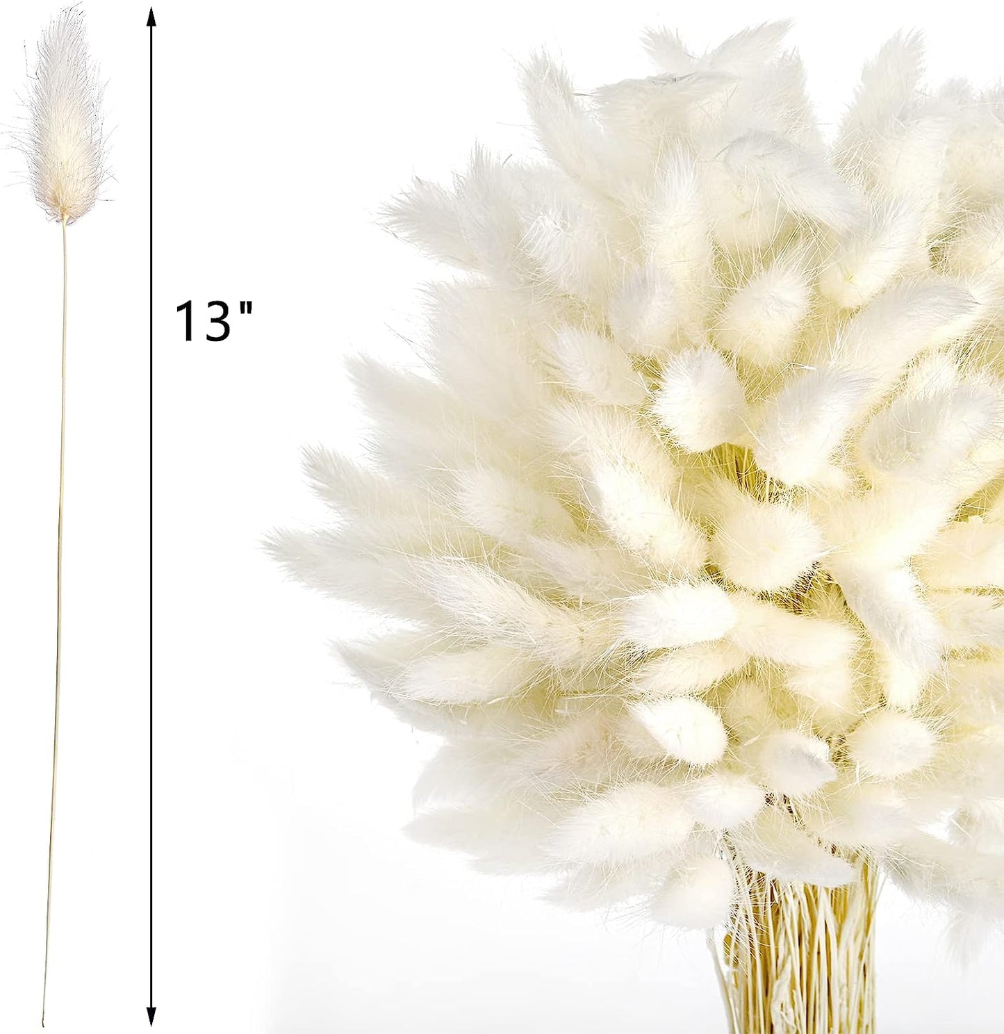 dried_flower - preserved_flower - fake_flower - 200Pcs Bunny Tails Dried Flowers White Natural Eternal Dried Rabbit Tails Grass - Molly Garden - Molly_Garden_Floral