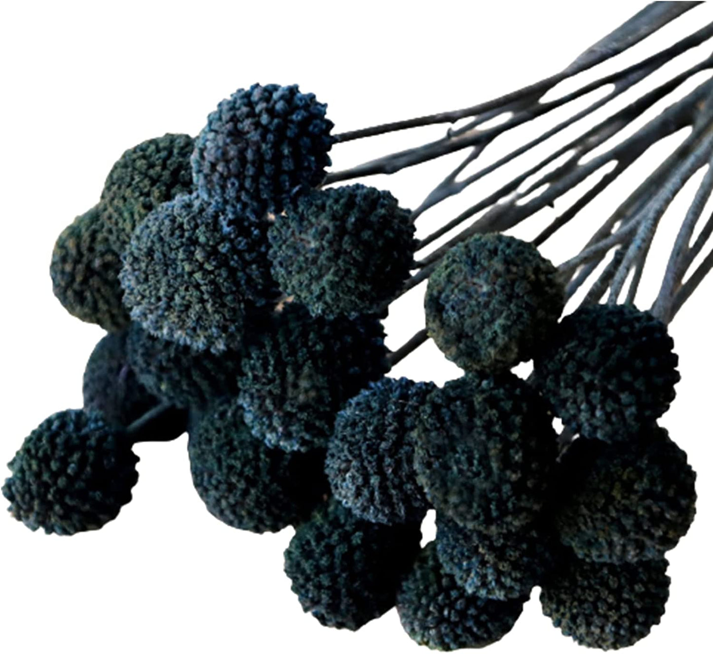 dried_flower - preserved_flower - fake_flower - 20Pcs Natural Dried Flowers Billy Balls 16" Bouquet Floral Arrangements Bouquet - Molly Garden - Molly_Garden_Floral