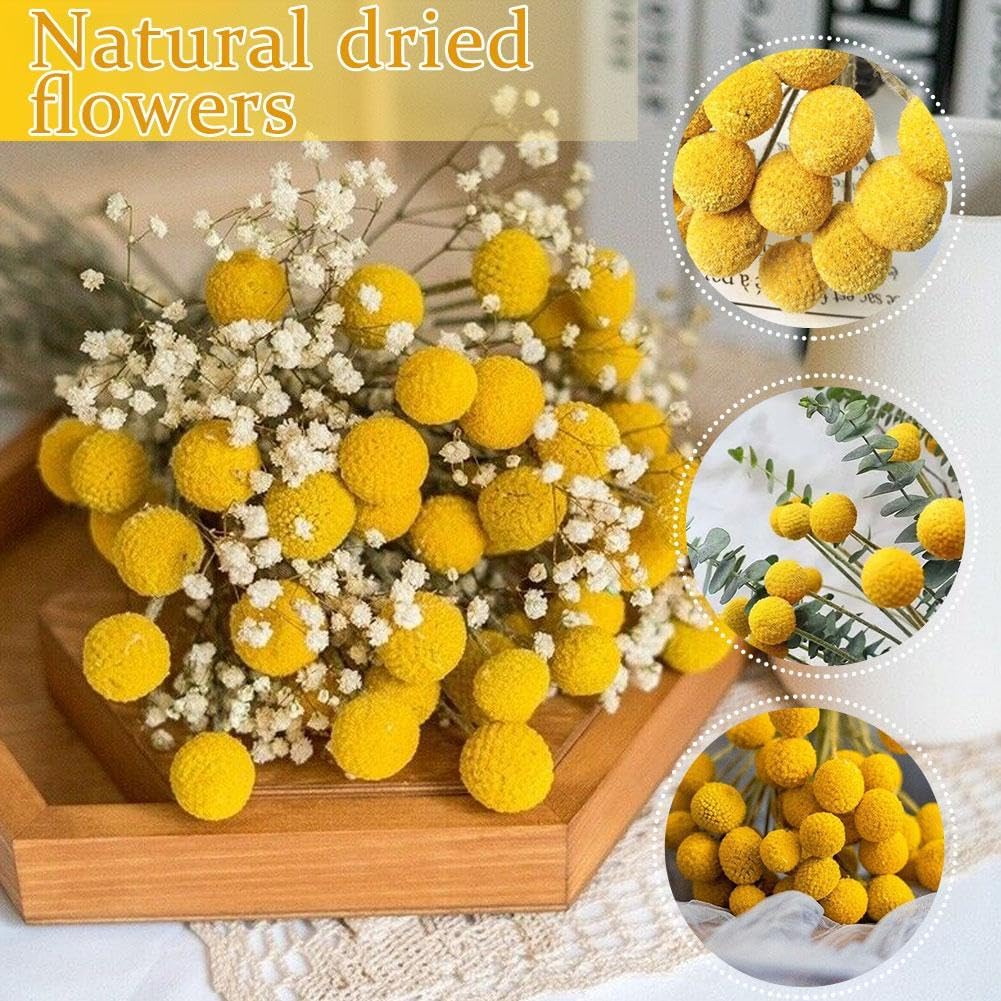 dried_flower - preserved_flower - fake_flower - 10pcs Natural Dried Flowers Yellow Billy Balls Craspedia Floral Billy Buttons - Molly Garden - Molly_Garden_Floral