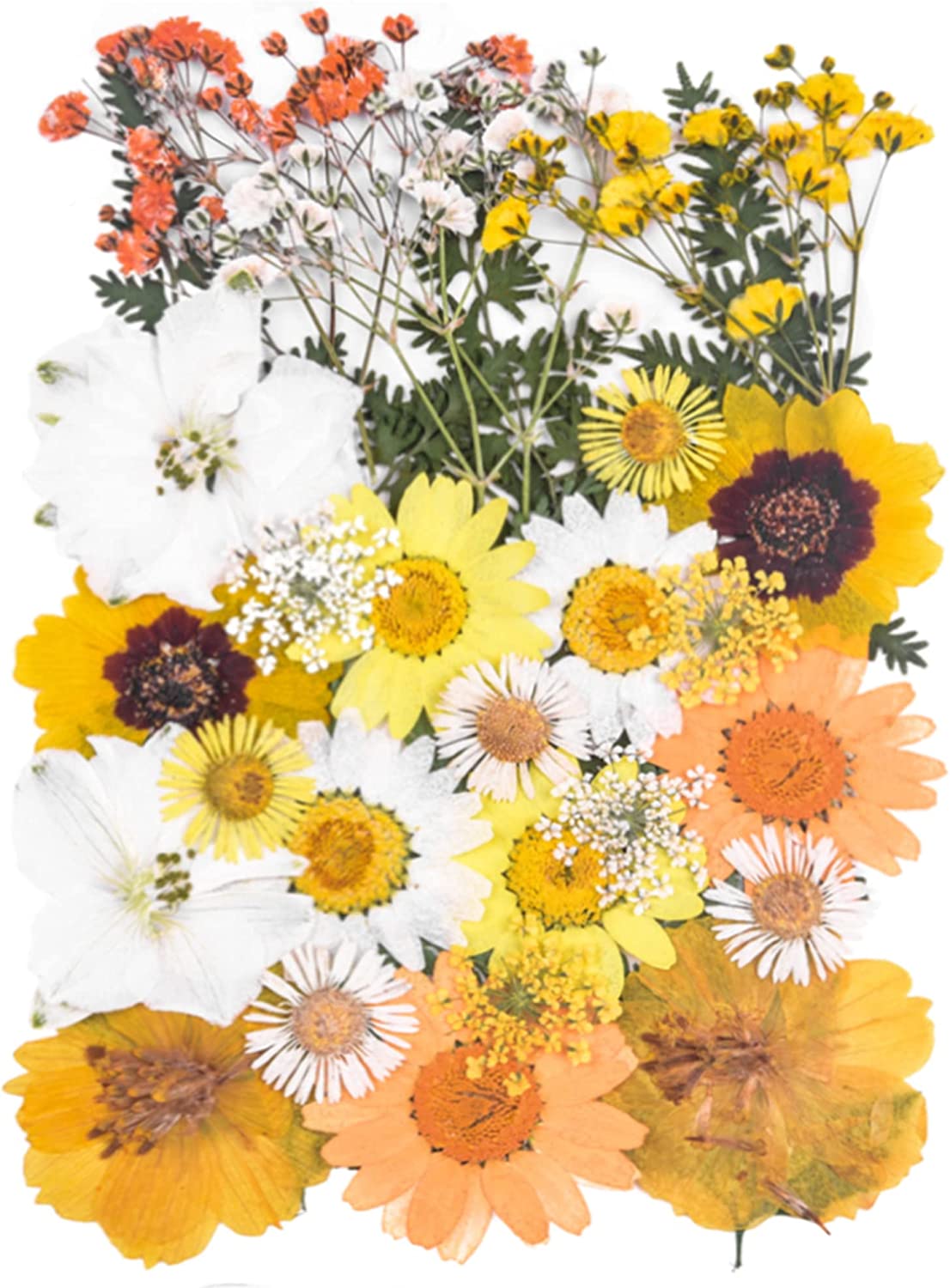 dried_flower - preserved_flower - fake_flower - 37Pcs 18Types Dried Pressed Flowers for Resin Molds YouthBro Real Natural - Molly Garden - Molly_Garden_Floral