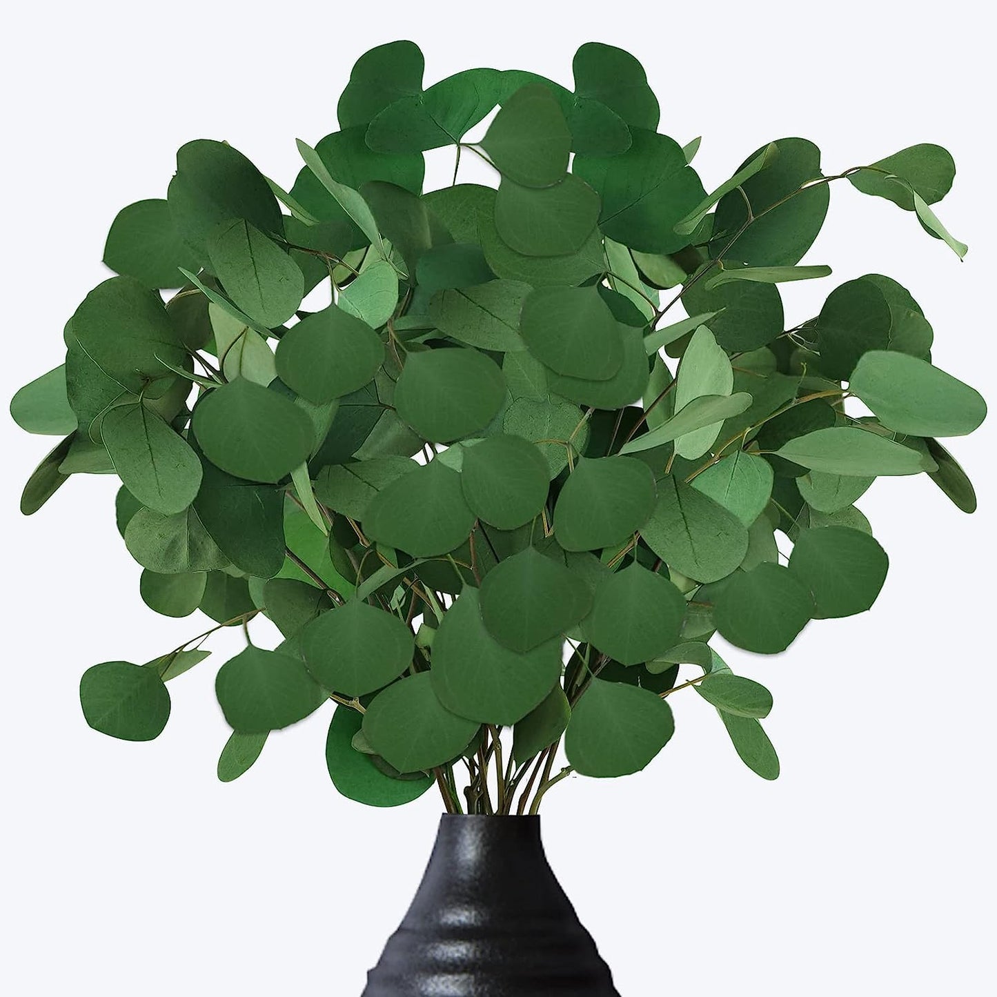 dried_flower - preserved_flower - fake_flower - 15-20Pcs Preserved Dried Eucalyptus Stems 100% Natural Real Silver Dollar Leaves - Molly Garden - Molly_Garden_Floral