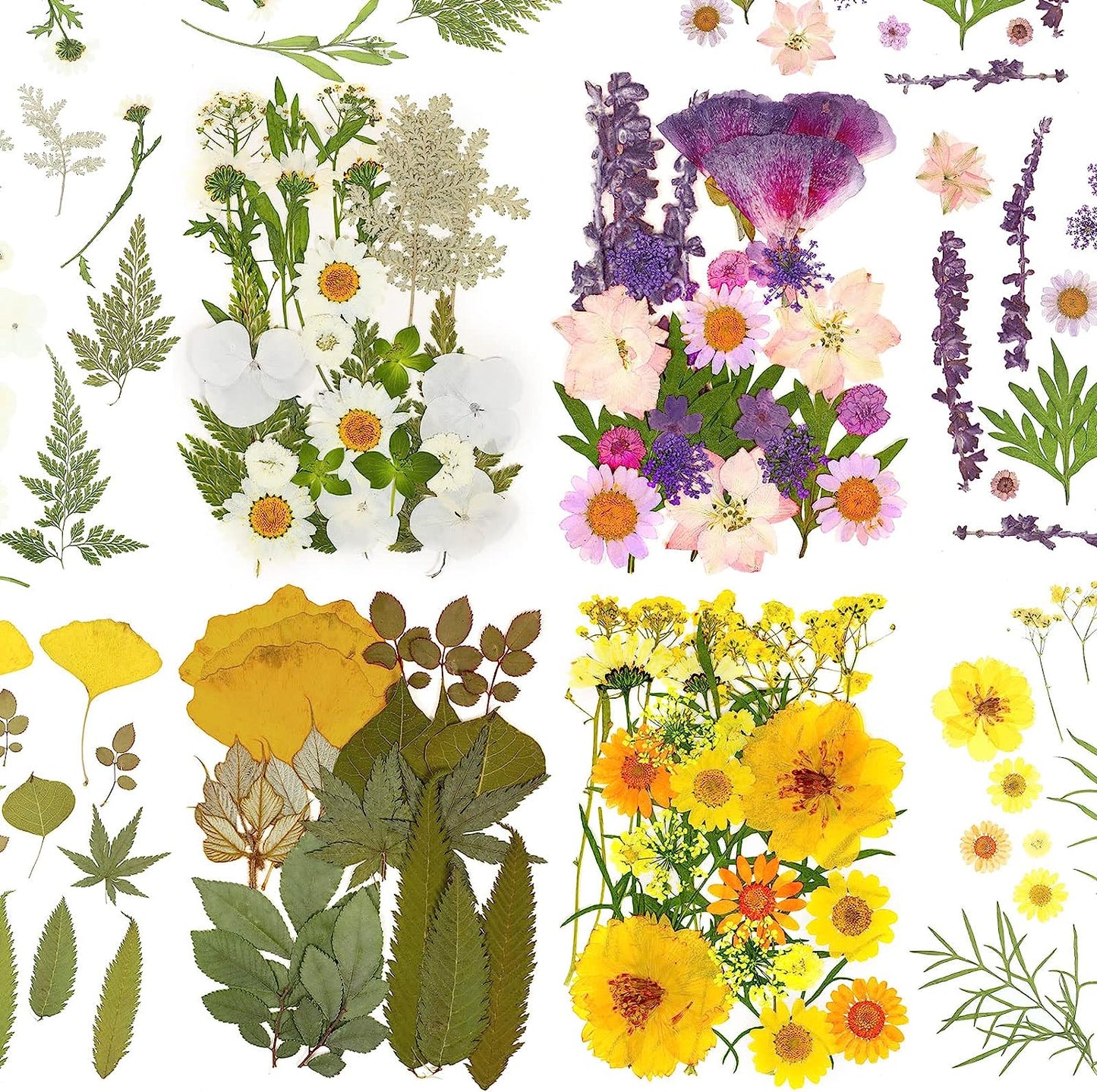 dried_flower - preserved_flower - fake_flower - 100Pcs Dried Pressed Flowers Real Nature Floral with Leaves for Resin Crafts - Molly Garden - Molly_Garden_Floral