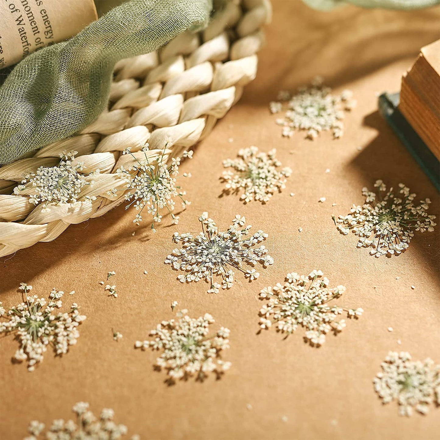 dried_flower - preserved_flower - fake_flower - 200Pcs Pressed Dried Flowers for Resin Art Dry Floral for Crafts DIY - Molly Garden - Molly_Garden_Floral