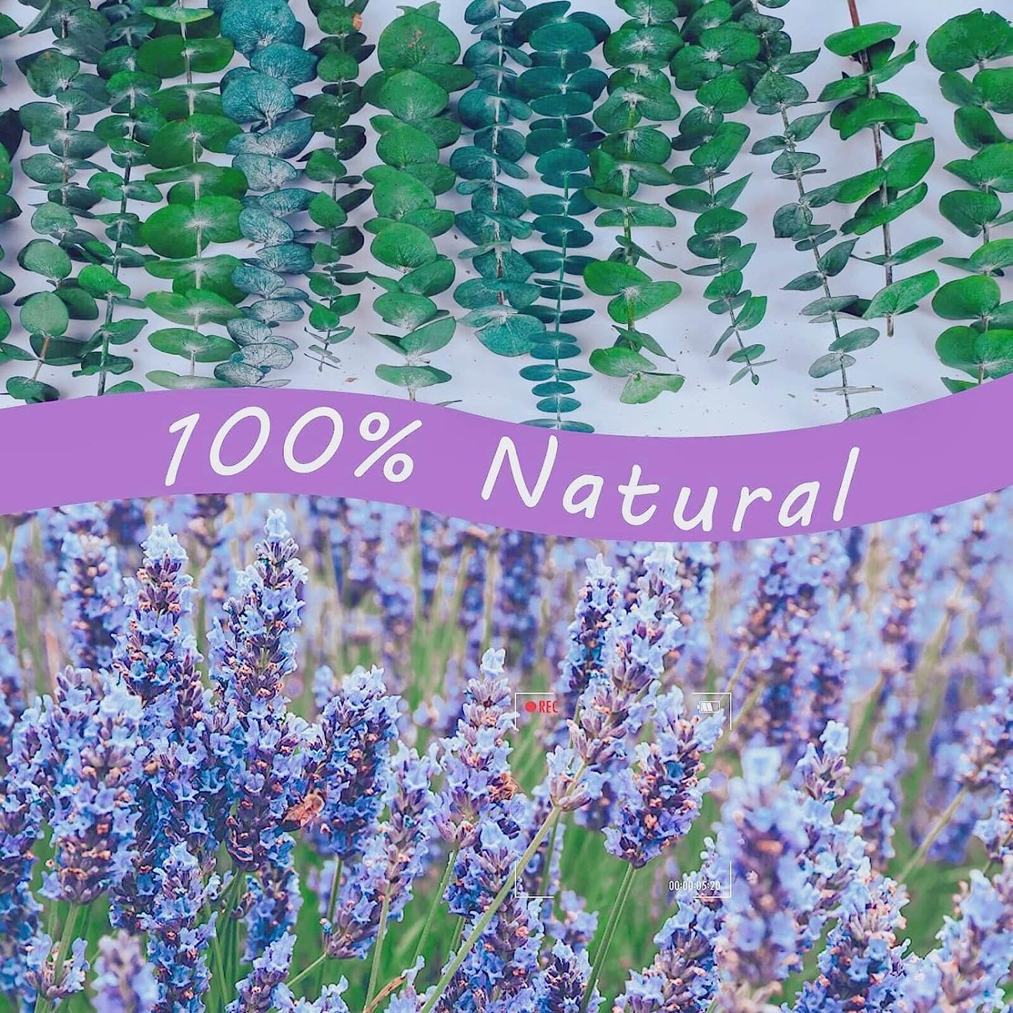 dried_flower - preserved_flower - fake_flower - Large Package Dried Eucalyptus Stems & Lavender Seeds for Shower 100% Natural Real - Molly Garden - Molly_Garden_Floral