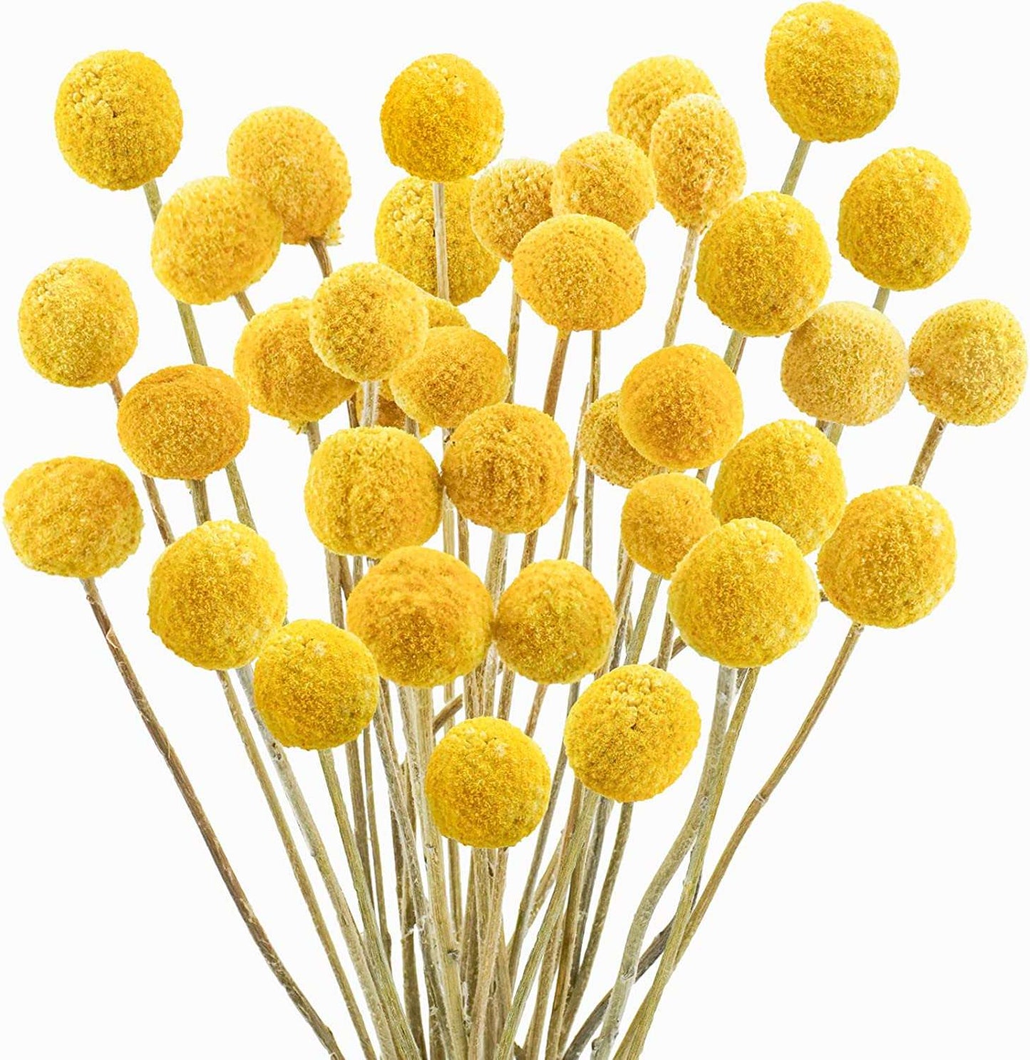 dried_flower - preserved_flower - fake_flower - 30Pcs Yellow Natural Dried Flowers Craspedia Billy Balls Flowers Billy Buttons - Molly Garden - Molly_Garden_Floral