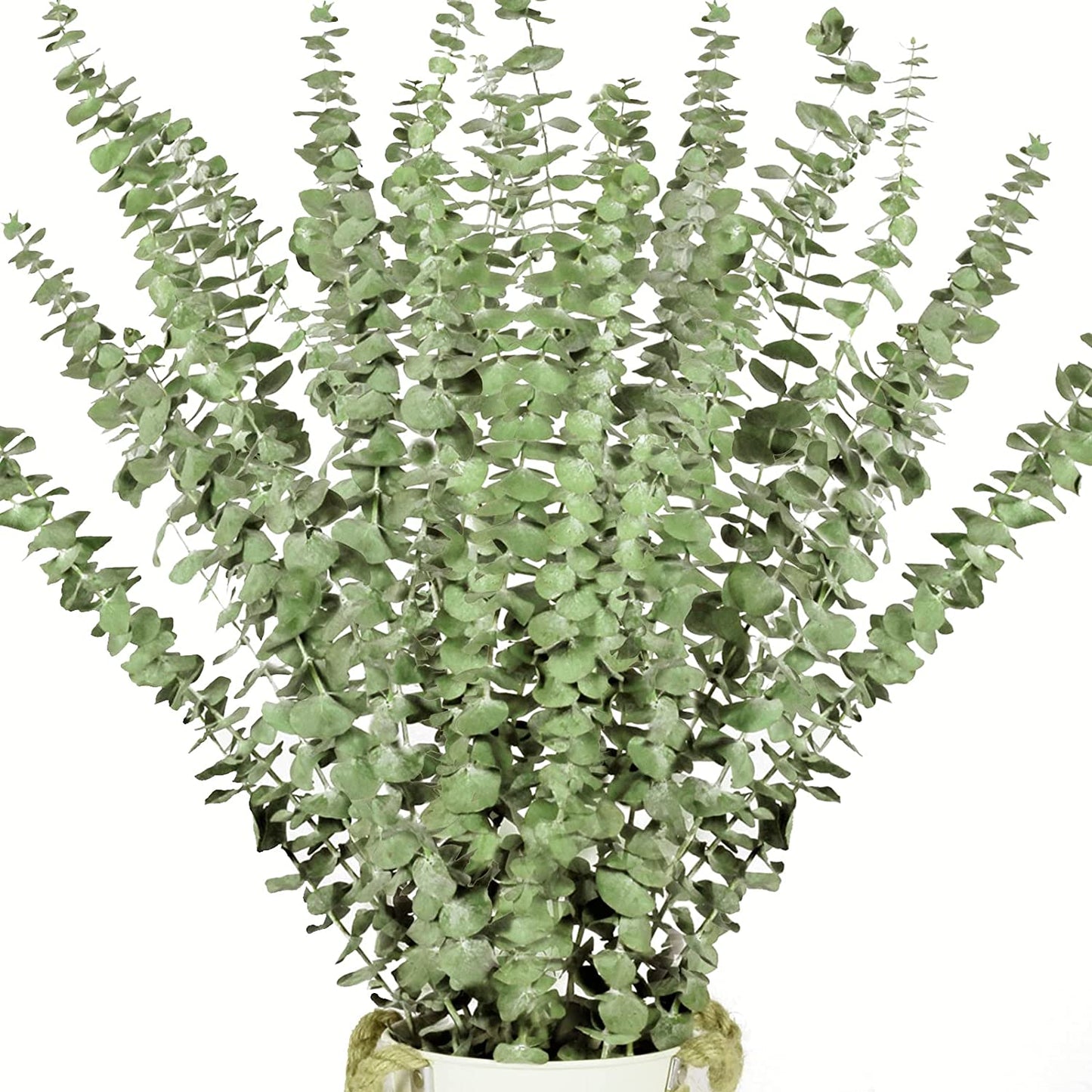dried_flower - preserved_flower - fake_flower - 16Pcs Dried Eucalyptus Plant Stems 100% Natural Branches Leaves for Shower - Molly Garden - Molly_Garden_Floral
