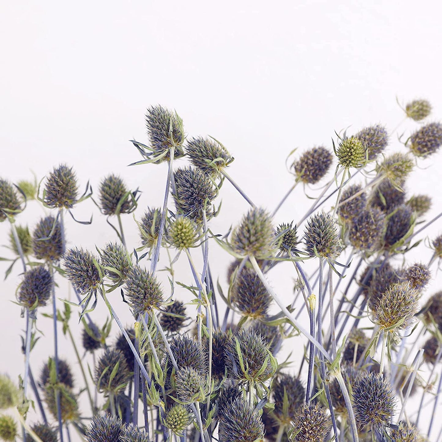 dried_flower - preserved_flower - fake_flower - Dried Eryngium Sea Holly Flowers Bouquet 100% Natural for Vase Home Decor - Molly Garden - Molly_Garden_Floral