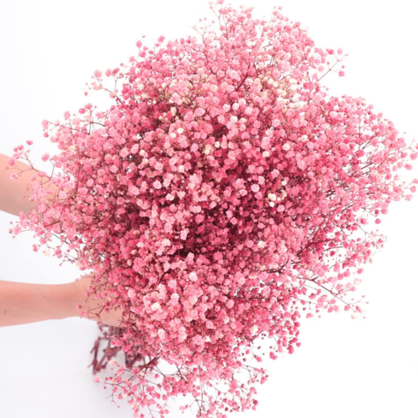 dried_flower - preserved_flower - fake_flower - 2500+Head Dried Flowers Babys Breath Bouquet Natural Gypsophila Pink - Molly Garden - Molly_Garden_Floral