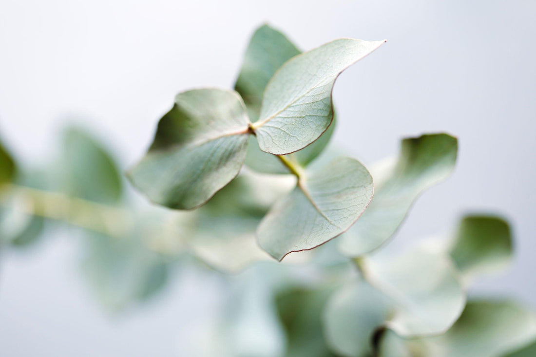 Discover the Fascinating World of Eucalyptus: Origins, Characteristics, and Medicinal Benefits