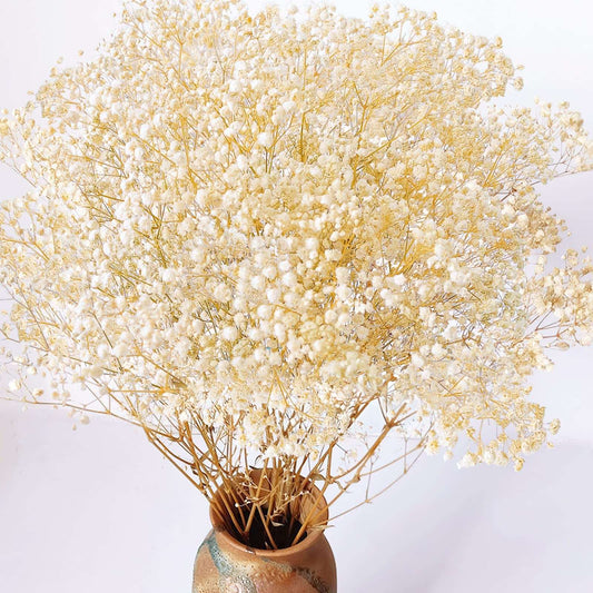 dried_flower - preserved_flower - fake_flower - 2500+Head Dried Babys Breath Flowers Bouquet 17.2inch Natural 3oz-Ivory White - Molly Garden - Molly_Garden_Floral