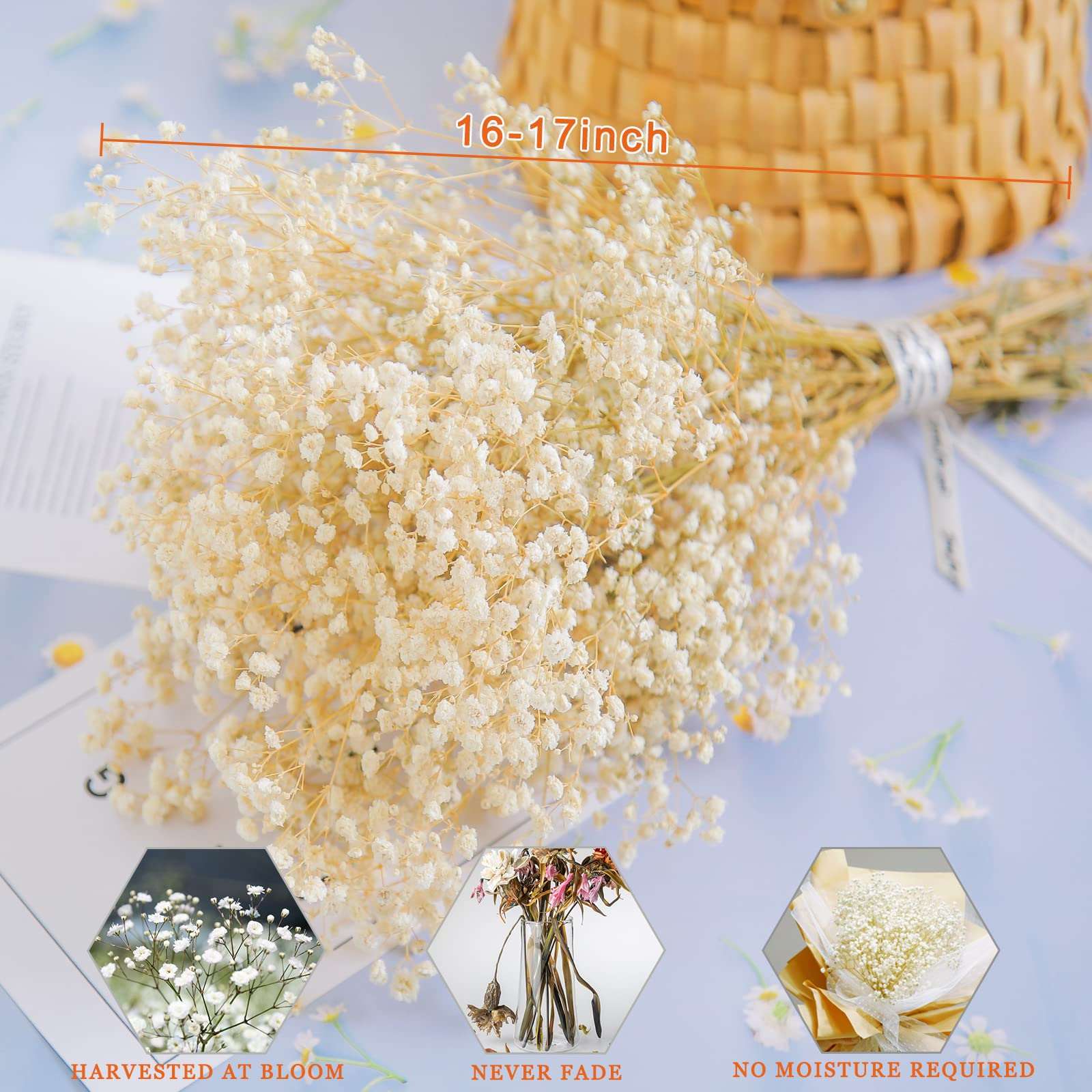 dried_flower - preserved_flower - fake_flower - 2500+Head Dried Babys Breath Flowers Bouquet 17.2inch Natural 3oz-Ivory White - Molly Garden - Molly_Garden_Floral