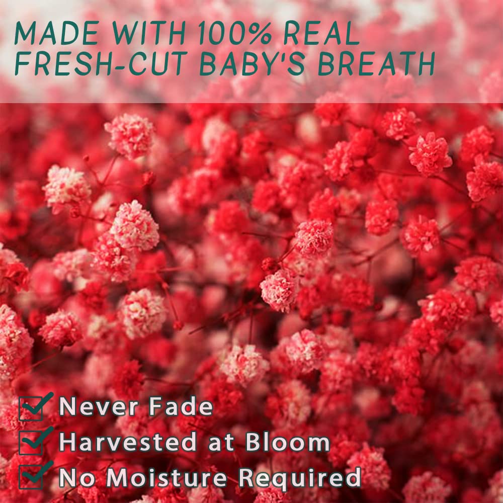 dried_flower - preserved_flower - fake_flower - 2500+Head Dried Babys Breath Flowers Bouquet 17.2inch Natural 3oz-Red - Molly Garden - Molly_Garden_Floral