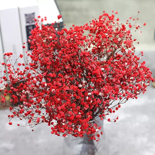 dried_flower - preserved_flower - fake_flower - 2500+Head Dried Babys Breath Flowers Bouquet 17.2inch Natural 3oz-Red - Molly Garden - Molly_Garden_Floral