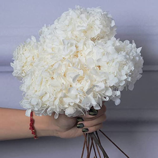 dried_flower - preserved_flower - fake_flower - 5Pcs Dried Preserved White Hydrangea Flowers 14'' Corolla Size Hydrangeas Petals - Molly Garden - Molly_Garden_Floral
