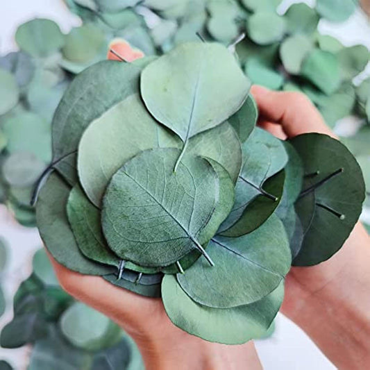dried_flower - preserved_flower - fake_flower - 300+Pcs Dried 100% Natural Preserved Silver Dollar Green Eucalyptus Leaves - Molly Garden - Molly_Garden_Floral