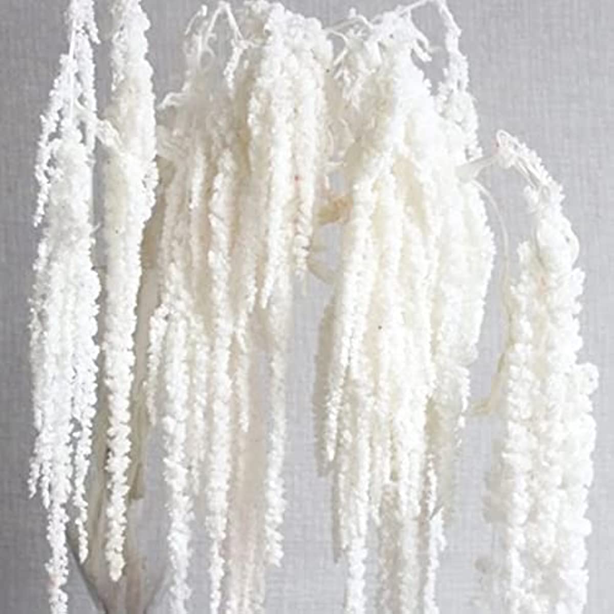dried_flower - preserved_flower - fake_flower - 5Pcs Bleached Wisteria Vine Hanging Flowers Dried Preserved Bleached Amaranthus - Molly Garden - Molly_Garden_Floral