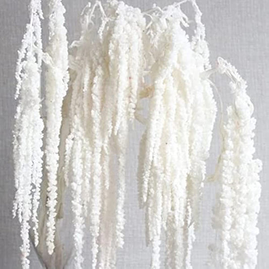 dried_flower - preserved_flower - fake_flower - 5Pcs Bleached Wisteria Vine Hanging Flowers Dried Preserved Bleached Amaranthus - Molly Garden - Molly_Garden_Floral