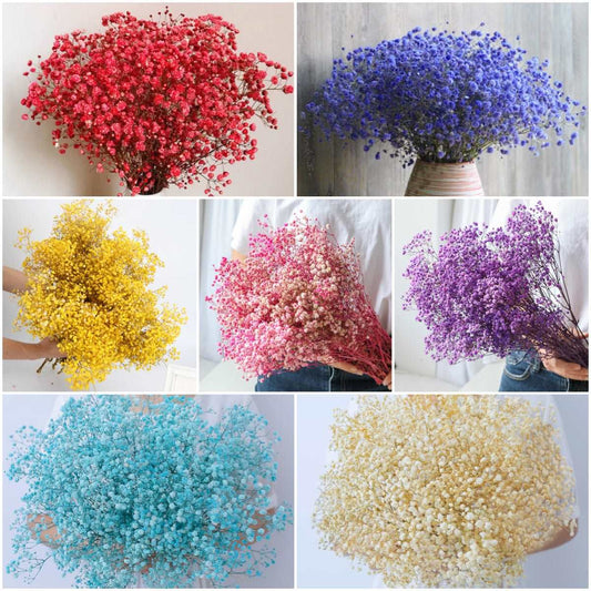 dried_flower - preserved_flower - fake_flower - 2500+Head Dried Flowers Babys Breath Bouquet  Natural Gypsophila Branches - Molly Garden - Molly_Garden_Floral