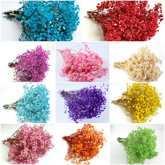 dried_flower - preserved_flower - fake_flower - 3Bunches Preserved Babys Breath 100% Natrual Fresh Gypsophila Long Lasting Flowers - Molly Garden - Molly_Garden_Floral