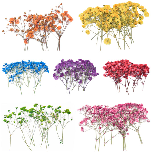 dried_flower - preserved_flower - fake_flower - 36Pcs Dried Pressed Babys Breath Flowers Nature Real Dry Pressing Floral for Resin - Molly Garden - Molly_Garden_Floral