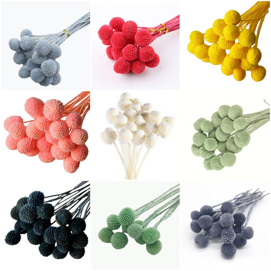 dried_flower - preserved_flower - fake_flower - 20Pcs Natural Dried Flowers Billy Balls 16" Bouquet Floral Arrangements Bouquet - Molly Garden - Molly_Garden_Floral