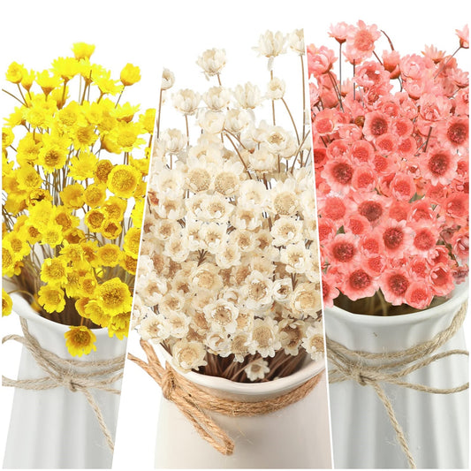 dried_flower - preserved_flower - fake_flower - 200Pcs Natural Dry Flowers Brazilian Small Star Daisy Dried Mini Chamomile Bouquet - Molly Garden - Molly_Garden_Floral