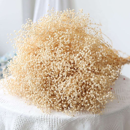 dried_flower - preserved_flower - fake_flower - 2500+Head Dried Babys Breath Flowers Bouquet 17.2inch Natural  5.7oz-Ivory White - Molly Garden - Molly_Garden_Floral