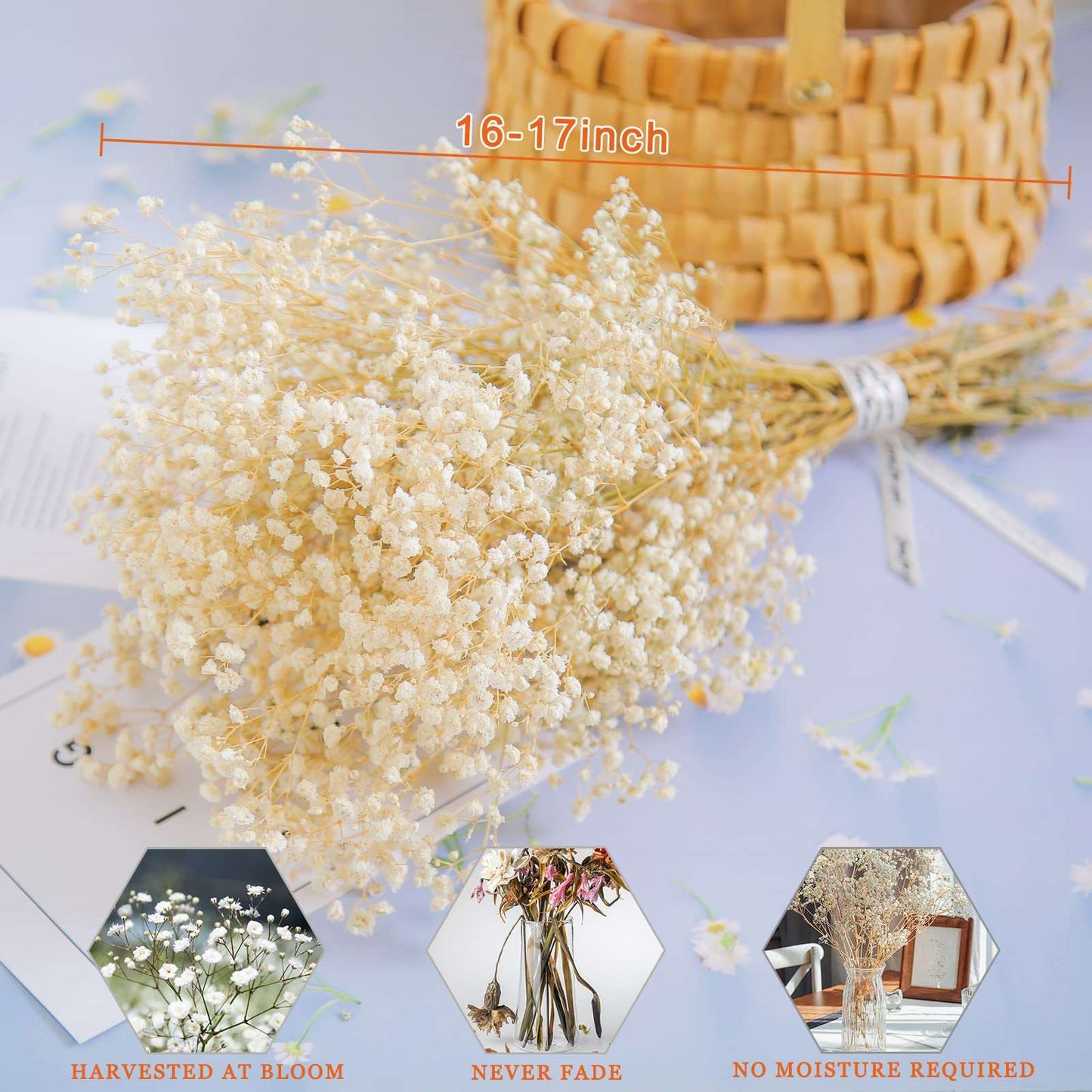 dried_flower - preserved_flower - fake_flower - 2500+Head Dried Babys Breath Flowers Bouquet 17.2inch Natural  5.7oz-Ivory White - Molly Garden - Molly_Garden_Floral