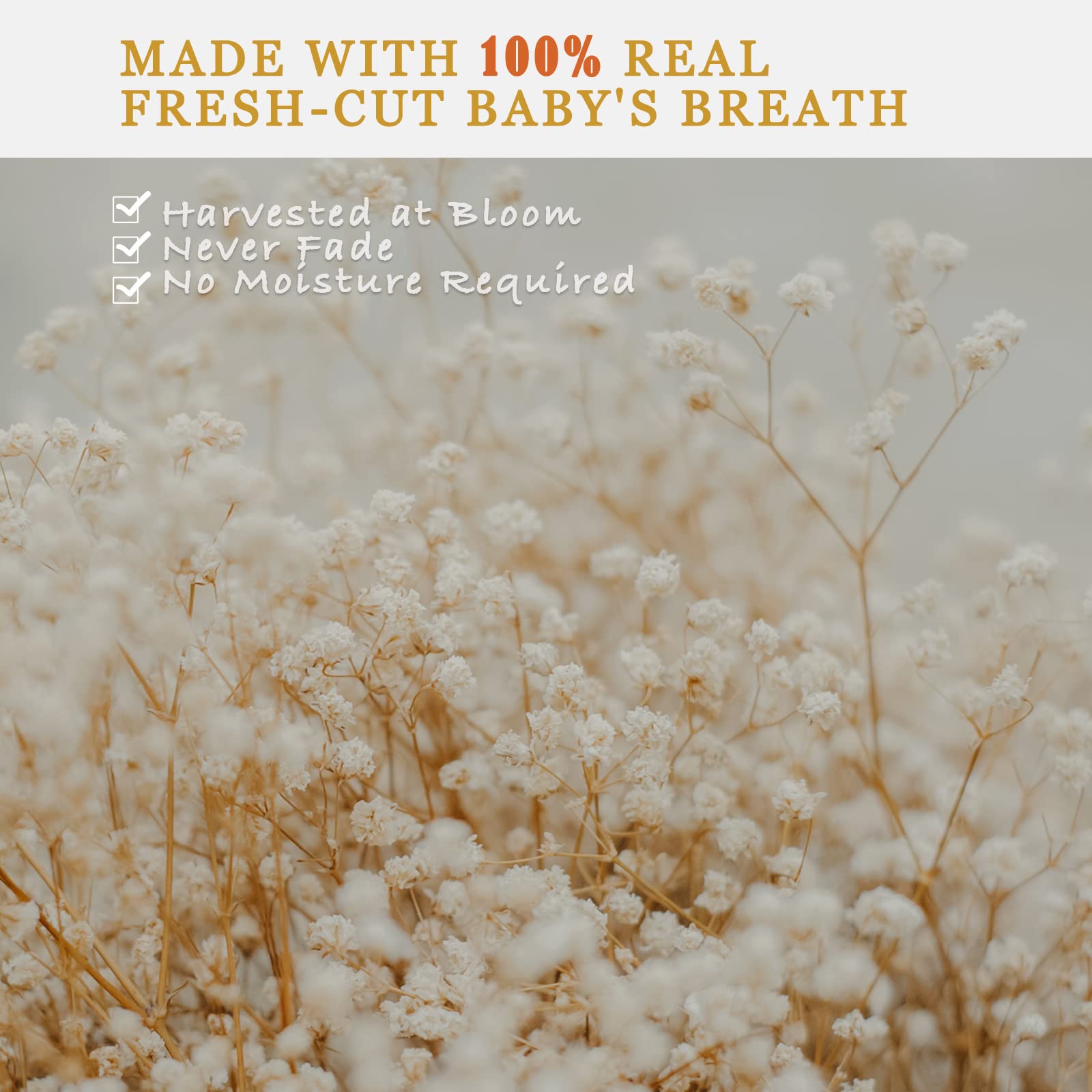 dried_flower - preserved_flower - fake_flower - 2500+Head Dried Babys Breath Flowers Bouquet 17.2inch Natural  5.7oz-Ivory White - Molly Garden - Molly_Garden_Floral