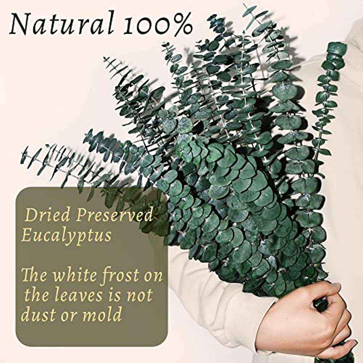 dried_flower - preserved_flower - fake_flower - 18Pcs Dried Preserved Eucalyptus Stems 17'' Real 100% Natural Plants Leaves - Molly Garden - Molly_Garden_Floral